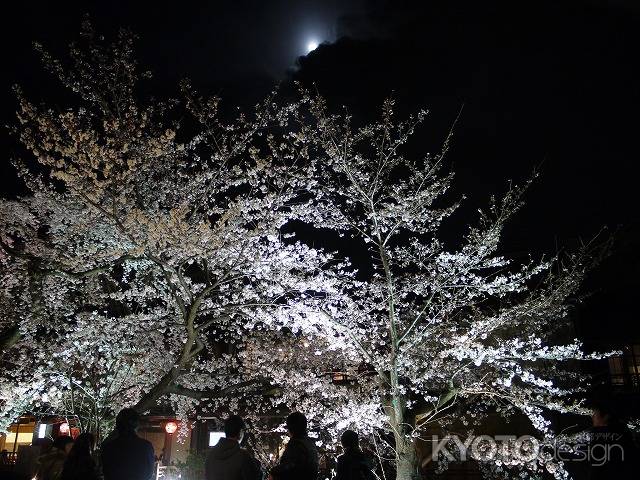 祇園白川の桜