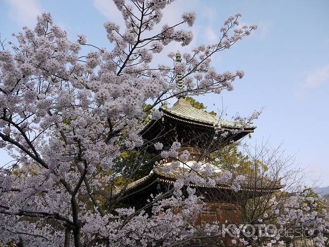 清凉寺の桜