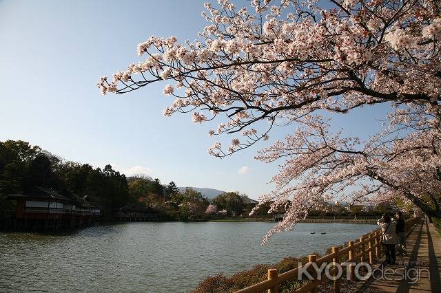 長岡天満宮の桜