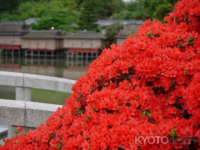 長岡天満宮　八条ヶ池　霧島ツツジ