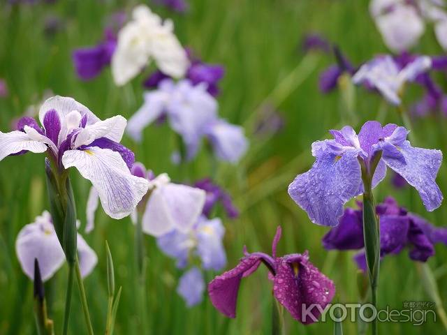 梅宮大社に咲いた菖蒲