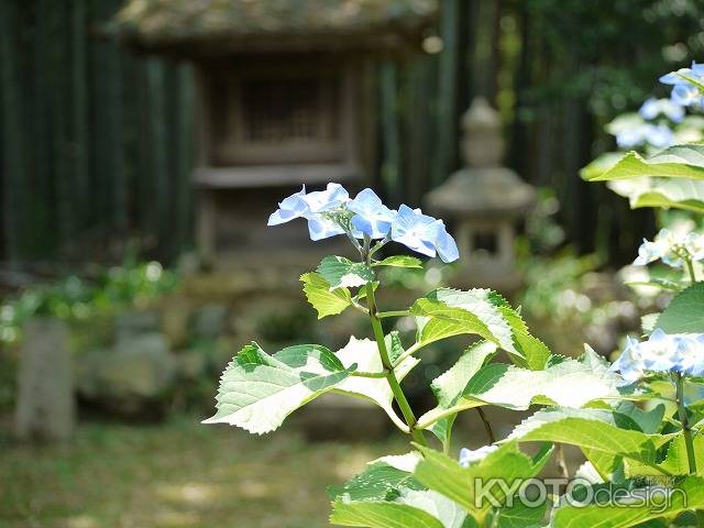 一言寺の紫陽花
