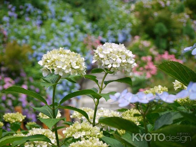 紫陽花咲く善峰寺