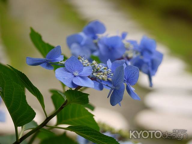 勧修寺の紫陽花