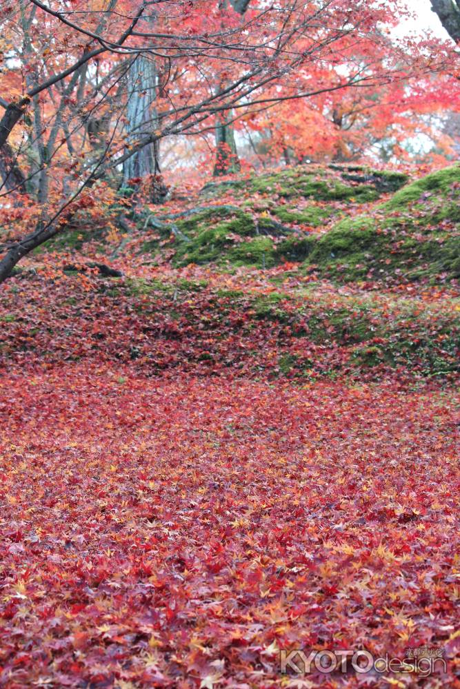 東福寺の紅葉