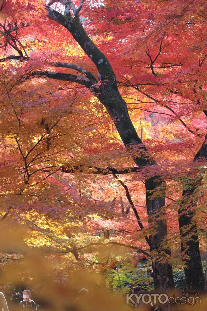 永観堂の紅葉3