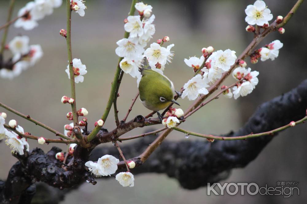 北野天満宮　梅林