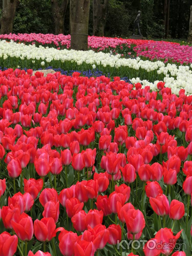 京都府立植物園4