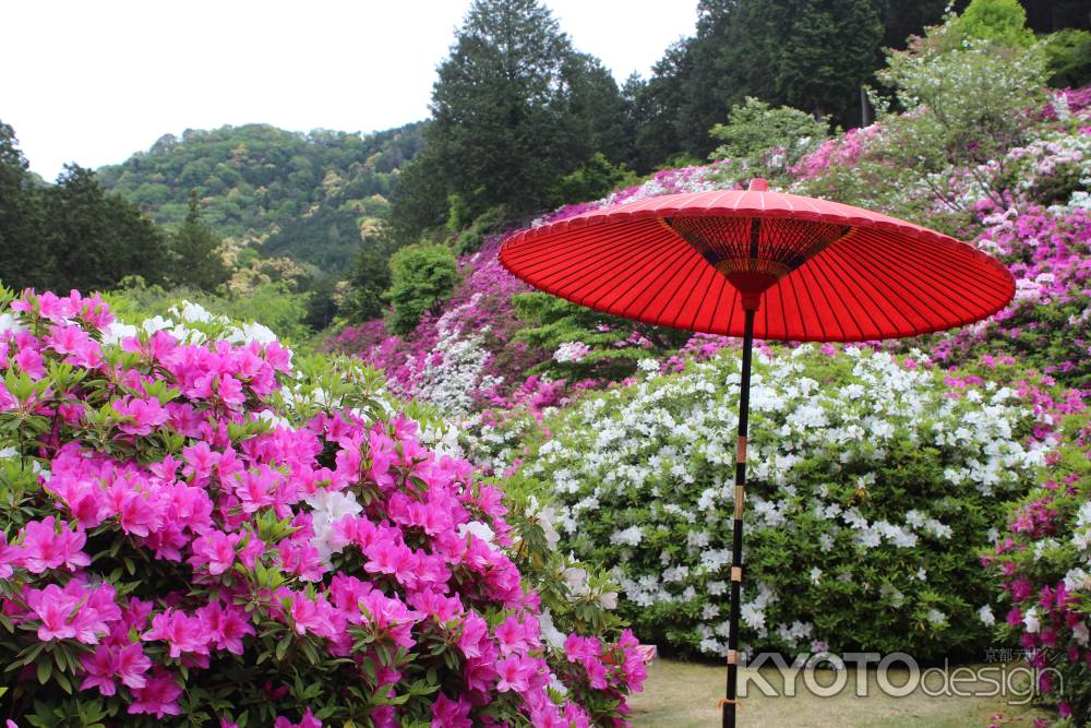 三室戸寺のつつじ