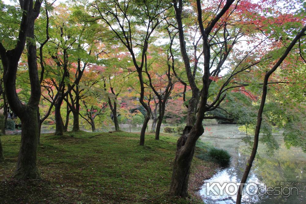 京都府立植物園2
