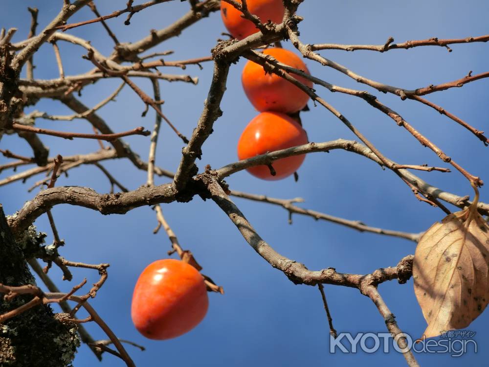 大原三千院参道　柿