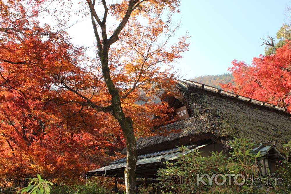 宝厳院の紅葉