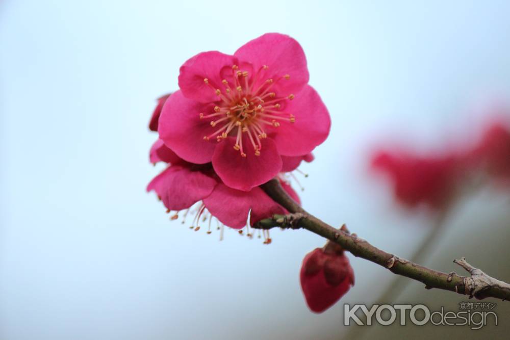 虚空蔵法輪寺の梅
