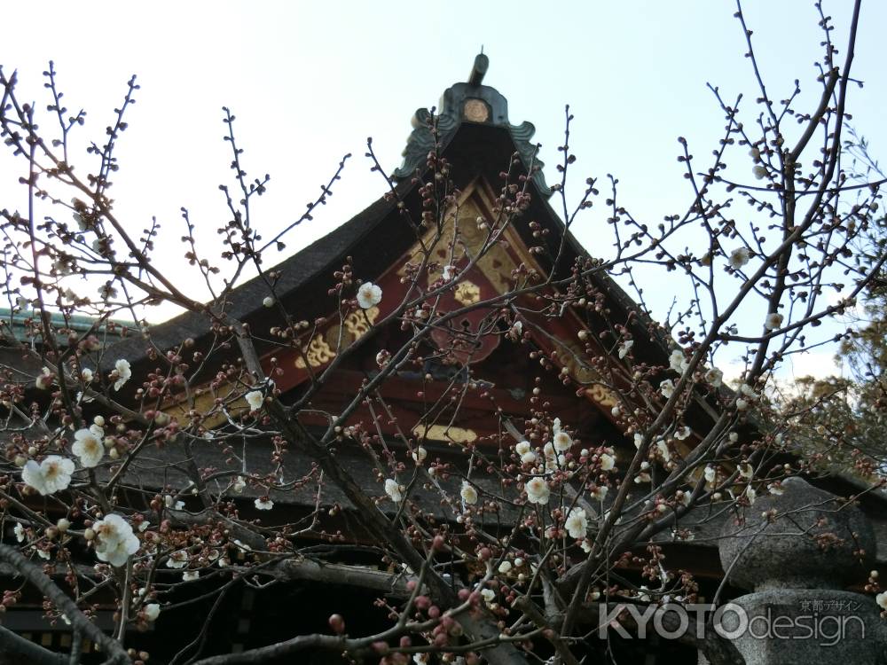北野天満宮　梅2