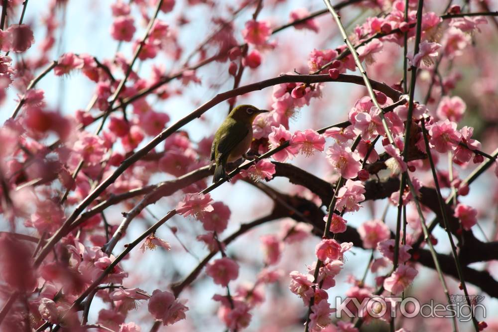 城南宮枝垂れ梅