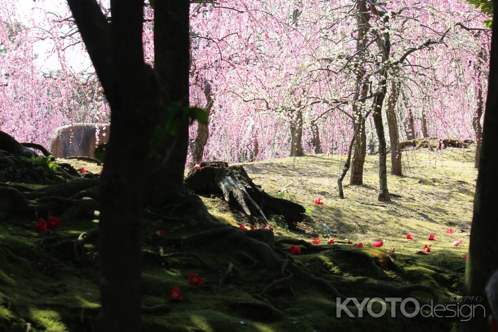 城南宮枝垂れ梅3