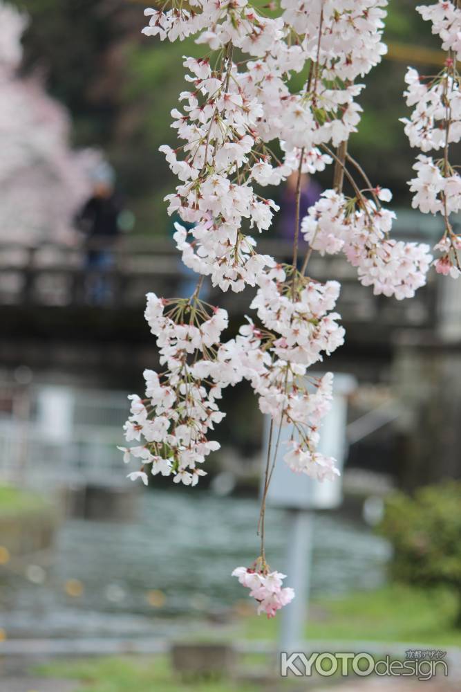 蹴上浄水場の桜