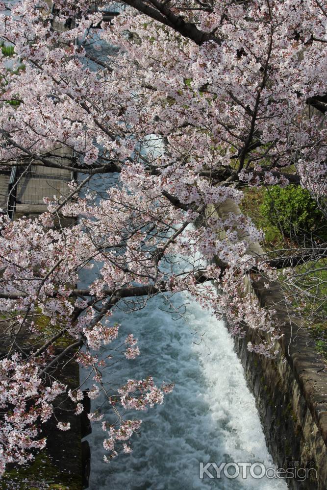 インクラインの桜