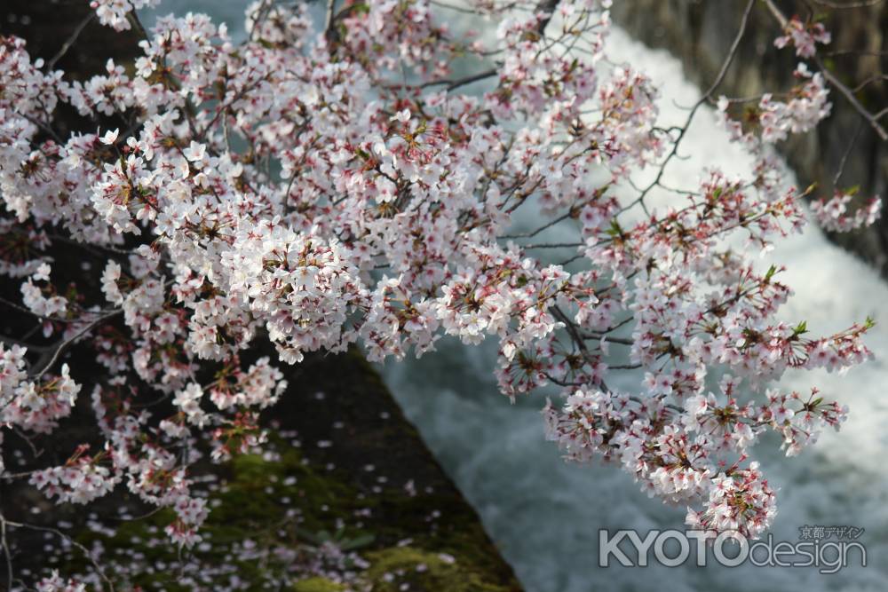 インクラインの桜