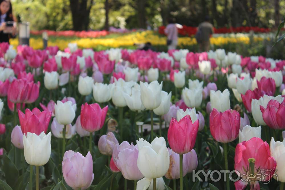 京都府立植物園　チューリップ