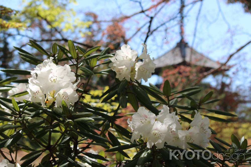 仁和寺の石楠花