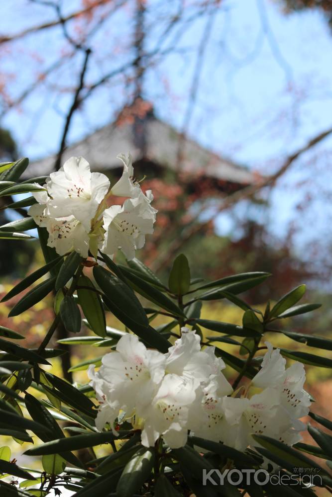 仁和寺の石楠花