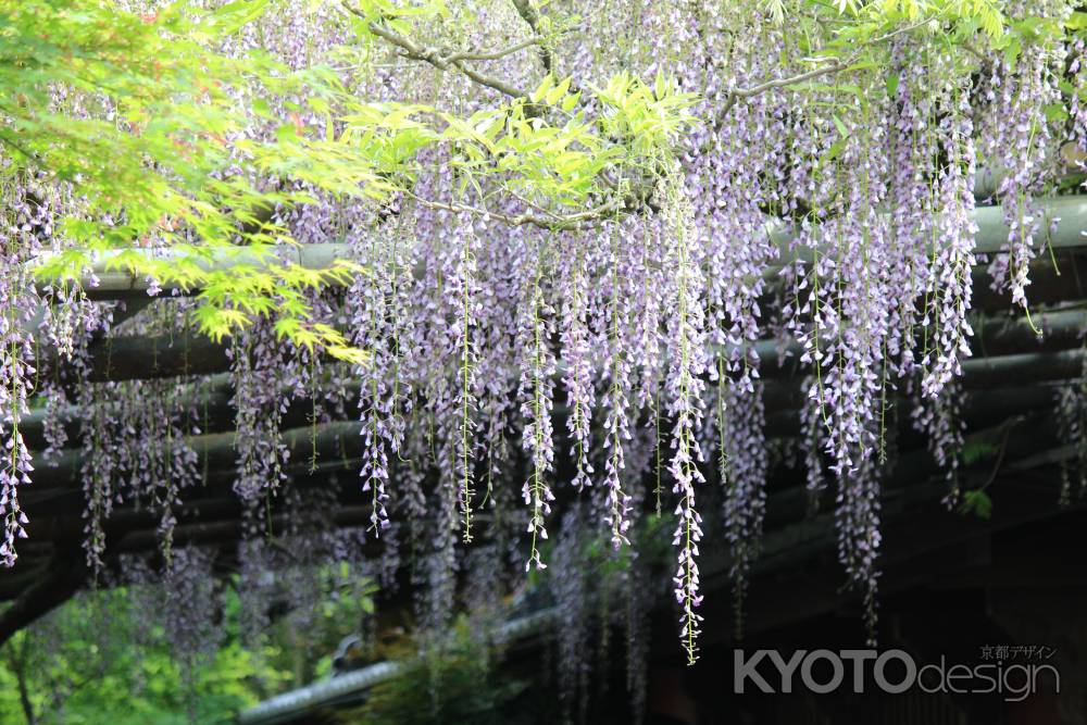 長岡天満宮　錦水亭の藤