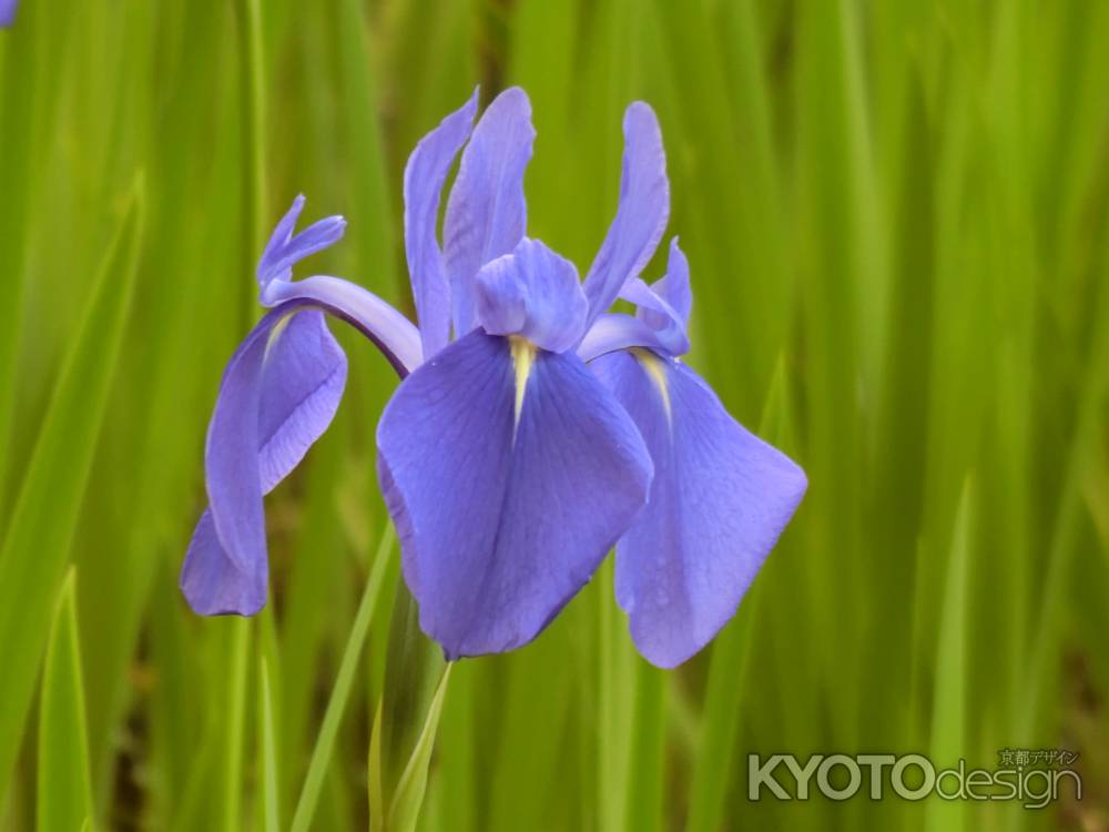 大田神社のカキツバタ