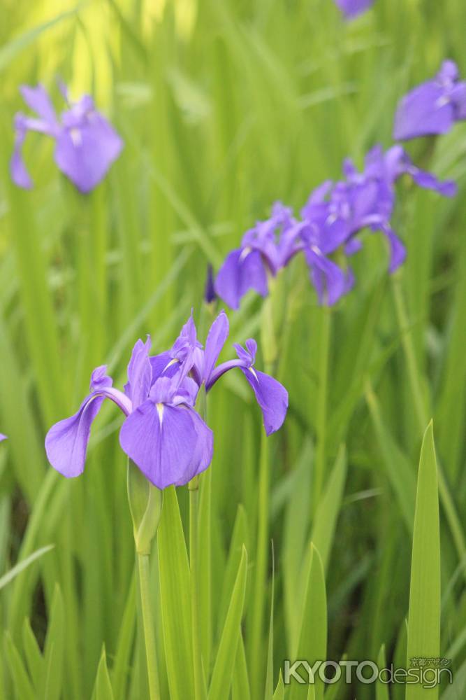 大田神社のカキツバタ