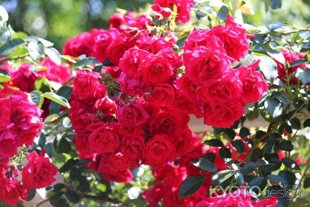 京都府立植物園　バラ