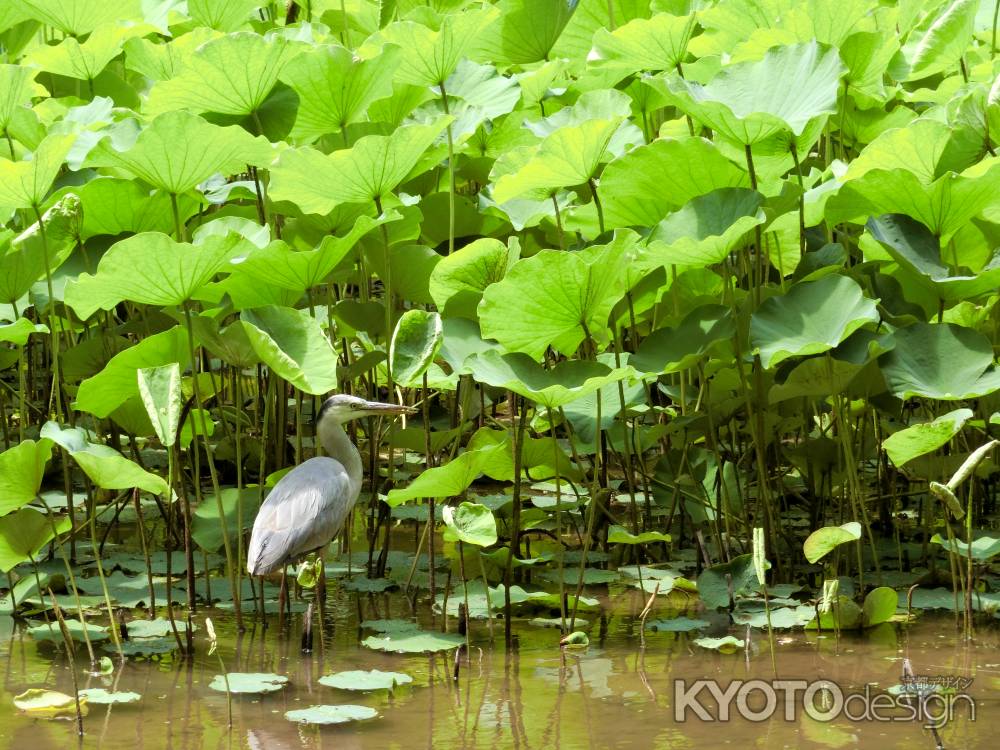 京都府立植物園4