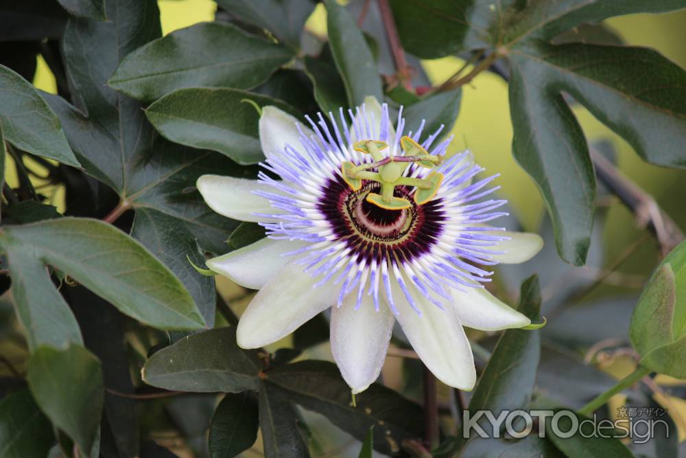 京都府立植物園　時計草