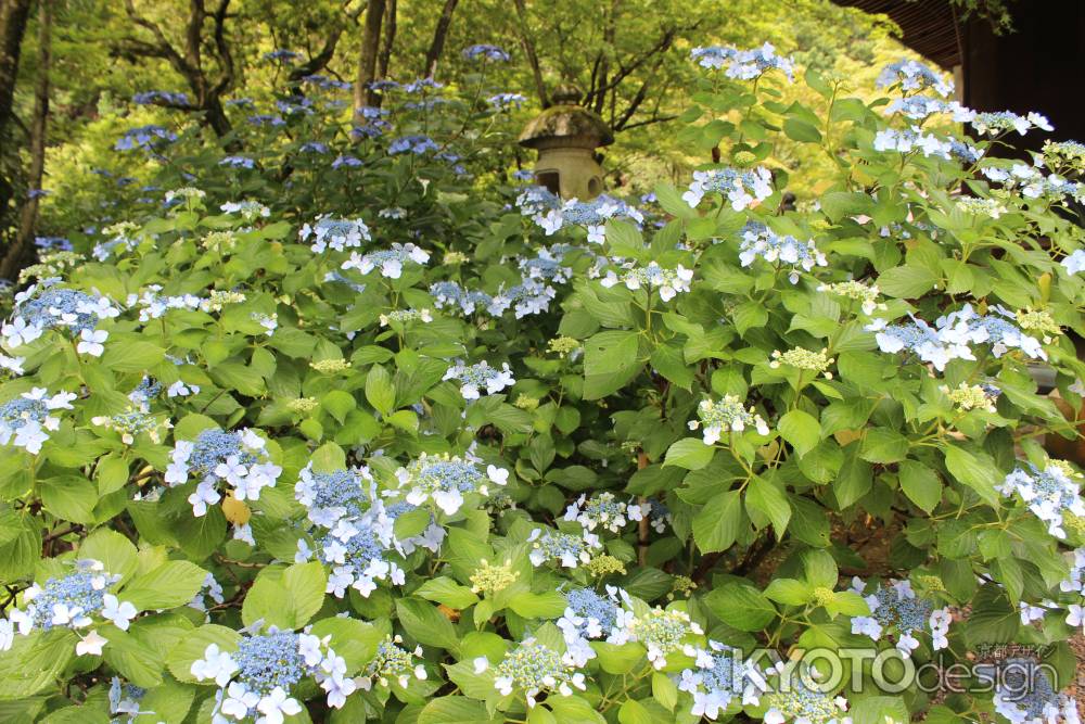 柳谷観音楊谷寺の額あじさい
