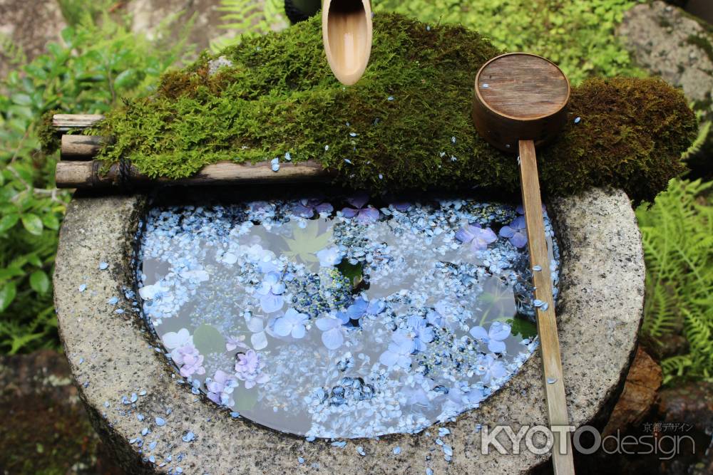 柳谷観音 あじさいの花びら