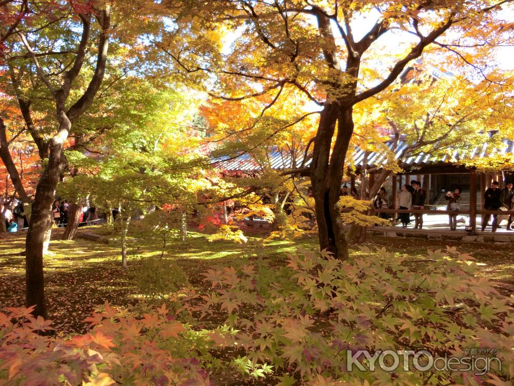 東福寺の紅葉