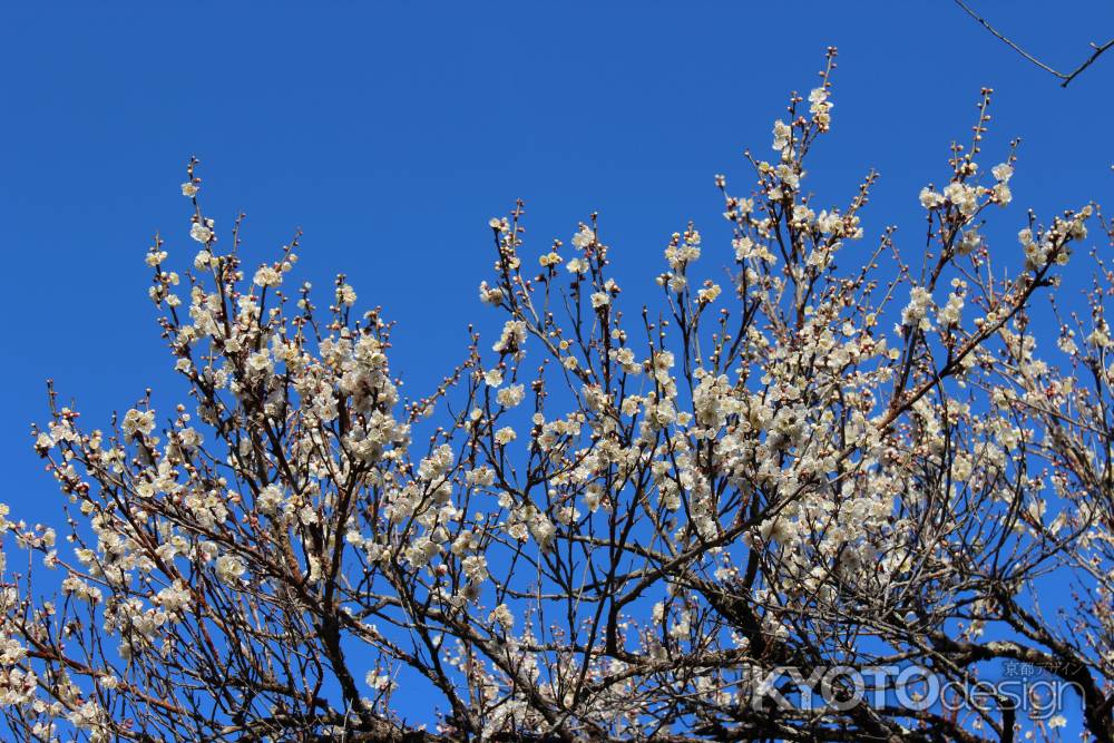 京都府立植物園　梅4