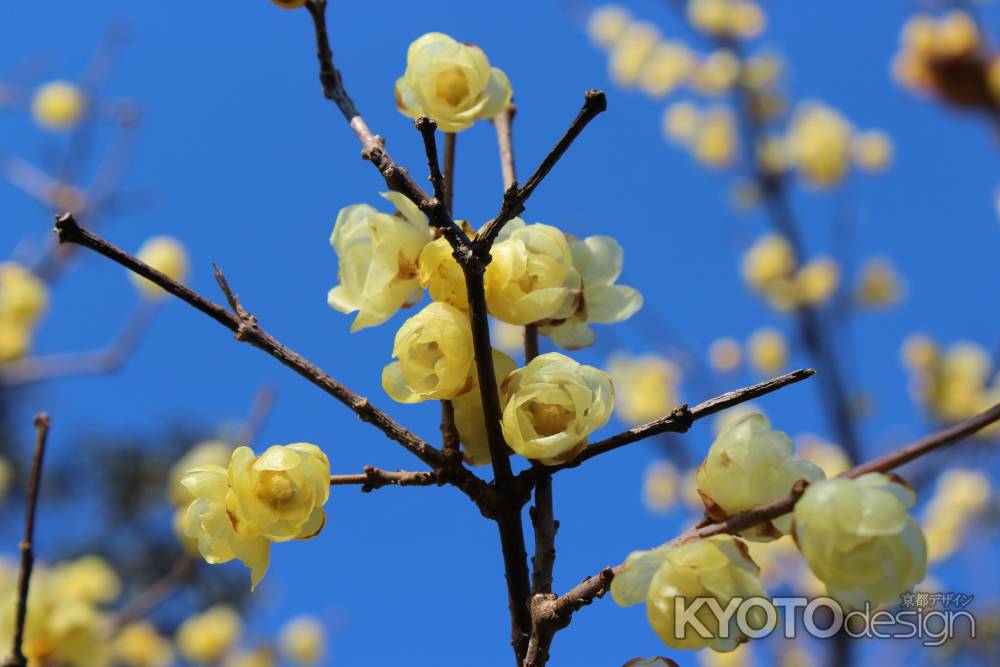 京都府立植物園　ロウバイ2