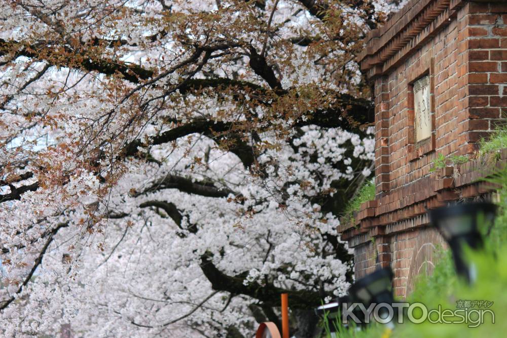 蹴上インクラインの桜4