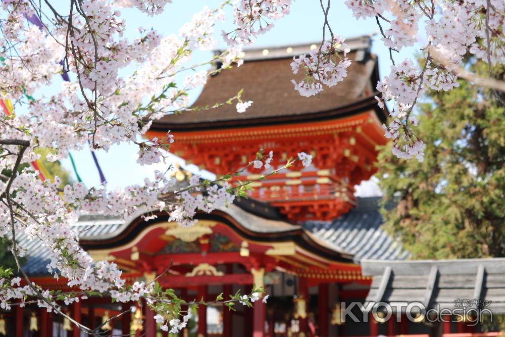 石清水八幡宮と桜