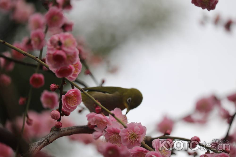 城南宮の枝垂れ梅とメジロ