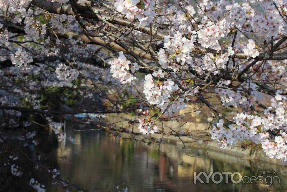 嵐山の桜1