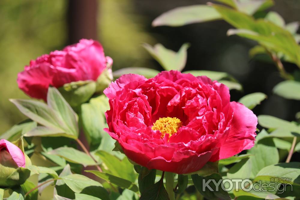 京都府立植物園春の花6