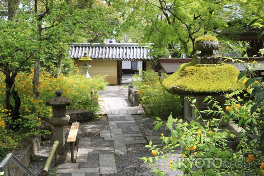 松尾大社の山吹