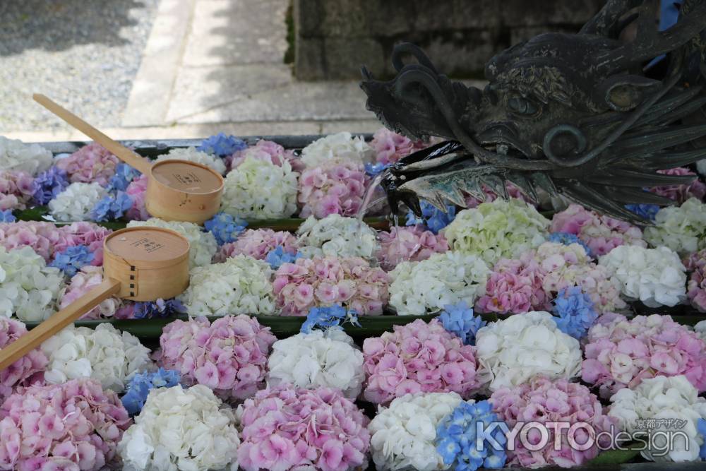 柳谷観音楊谷寺のあじさい2