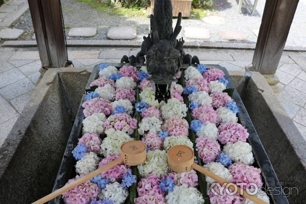 柳谷観音手水舎のあじさい