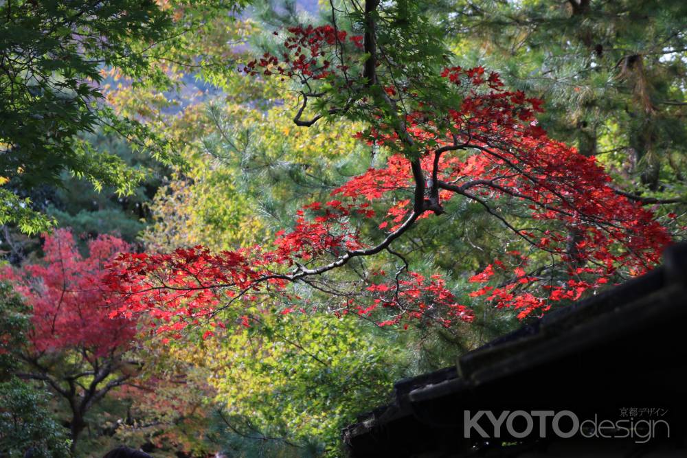 宝厳院　紅葉