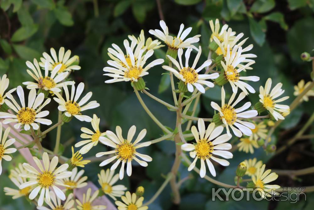 天龍寺　白花ツワブキ