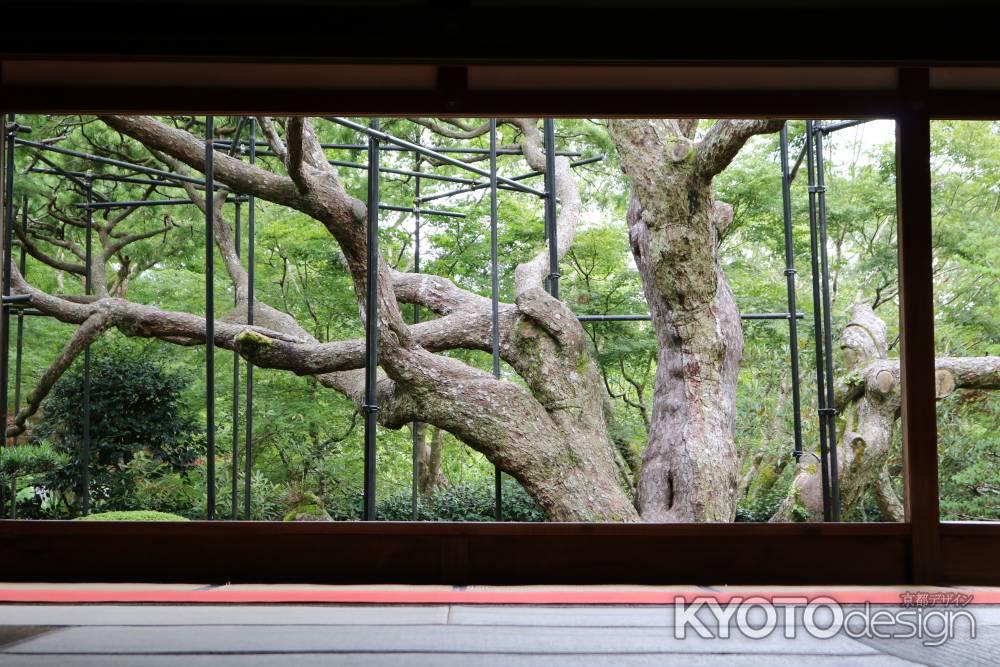 宝泉院　五葉松3