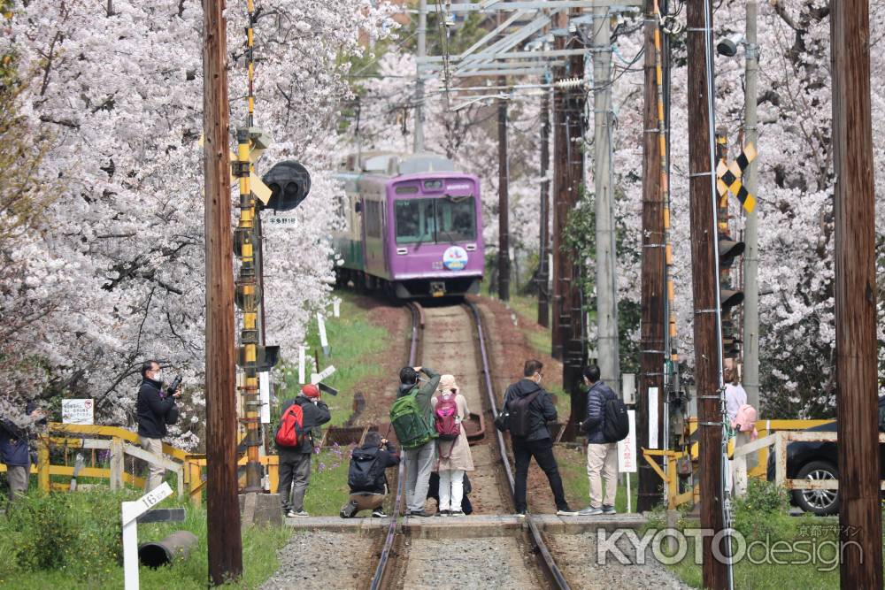 嵐電桜のトンネル2