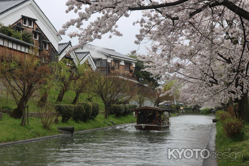 伏見十国船と桜3